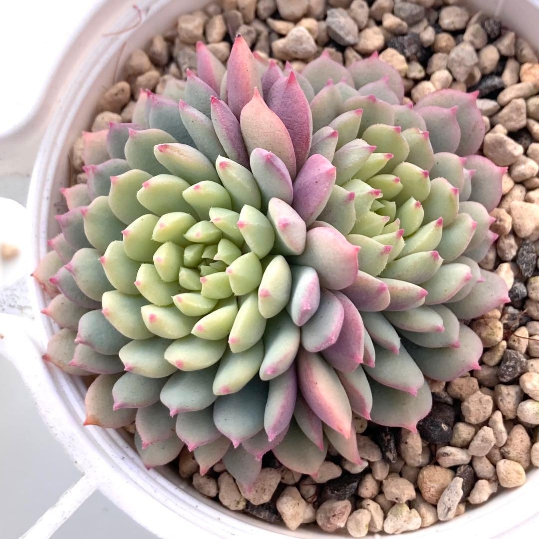 花*ん様 【鉢付き】ミックスベリア ちょこん8苗セット売りまとめ売りおらいさん自