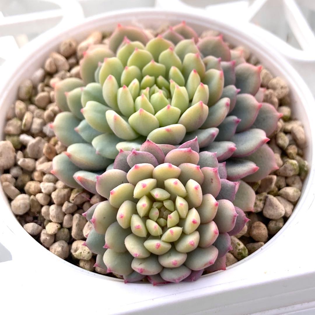 花*ん様 【鉢付き】ミックスベリア ちょこん8苗セット売りまとめ売りおらいさん自