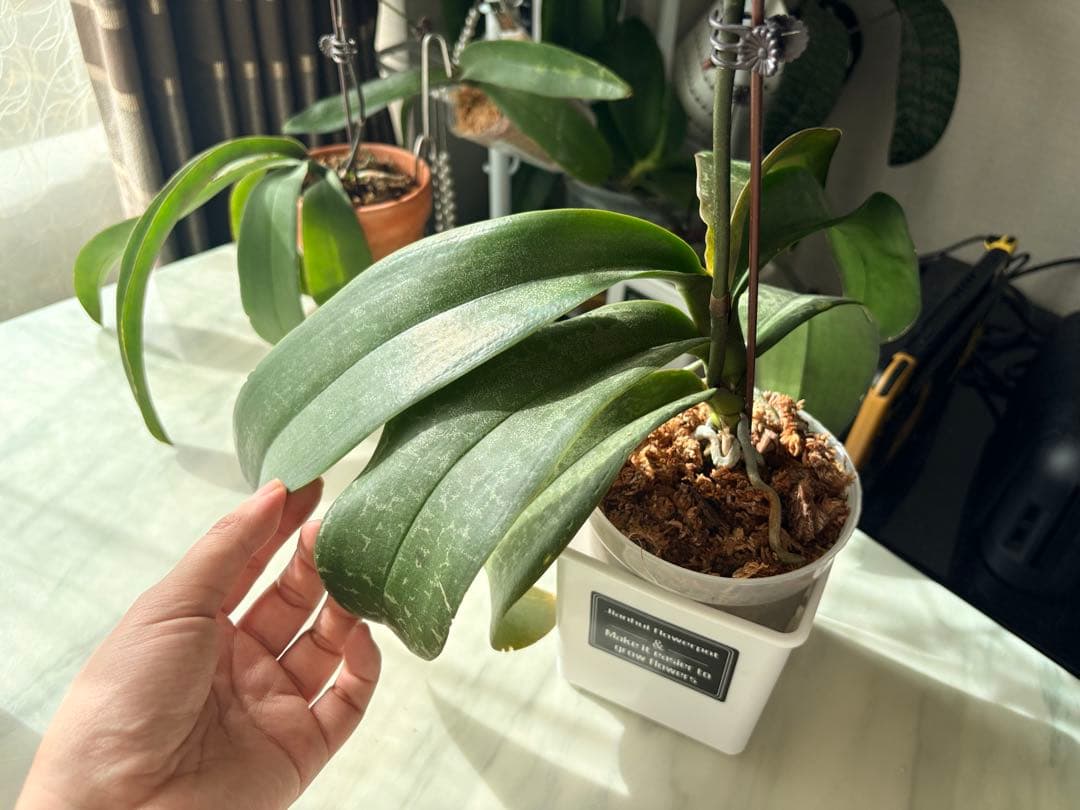 超レア★【強香大株】希少交配種★シレリアナｘスチュアートアナ 洋ラン　洋蘭