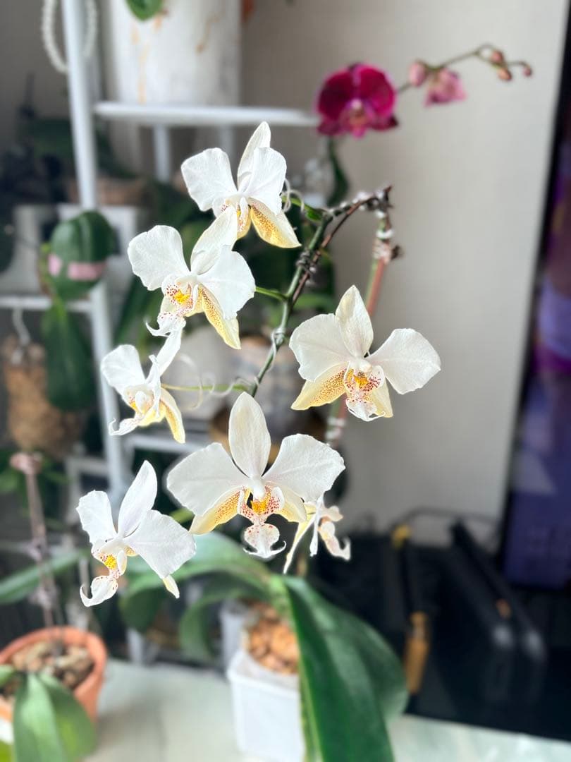 超レア★【強香大株】希少交配種★シレリアナｘスチュアートアナ 洋ラン　洋蘭
