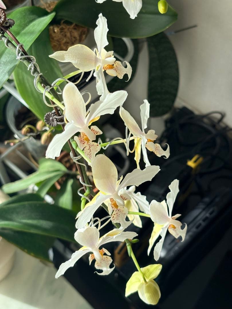 超レア★【強香大株】希少交配種★シレリアナｘスチュアートアナ 洋ラン　洋蘭