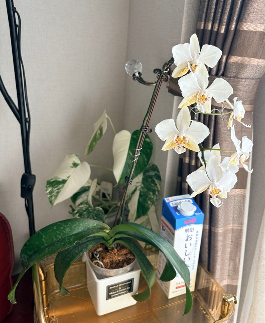 超レア★【強香大株】希少交配種★シレリアナｘスチュアートアナ 洋ラン　洋蘭