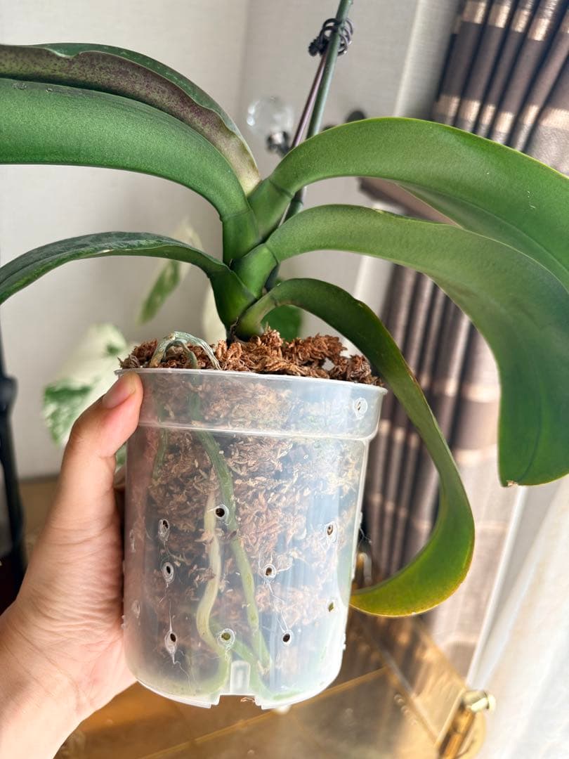 超レア★【強香大株】希少交配種★シレリアナｘスチュアートアナ 洋ラン　洋蘭