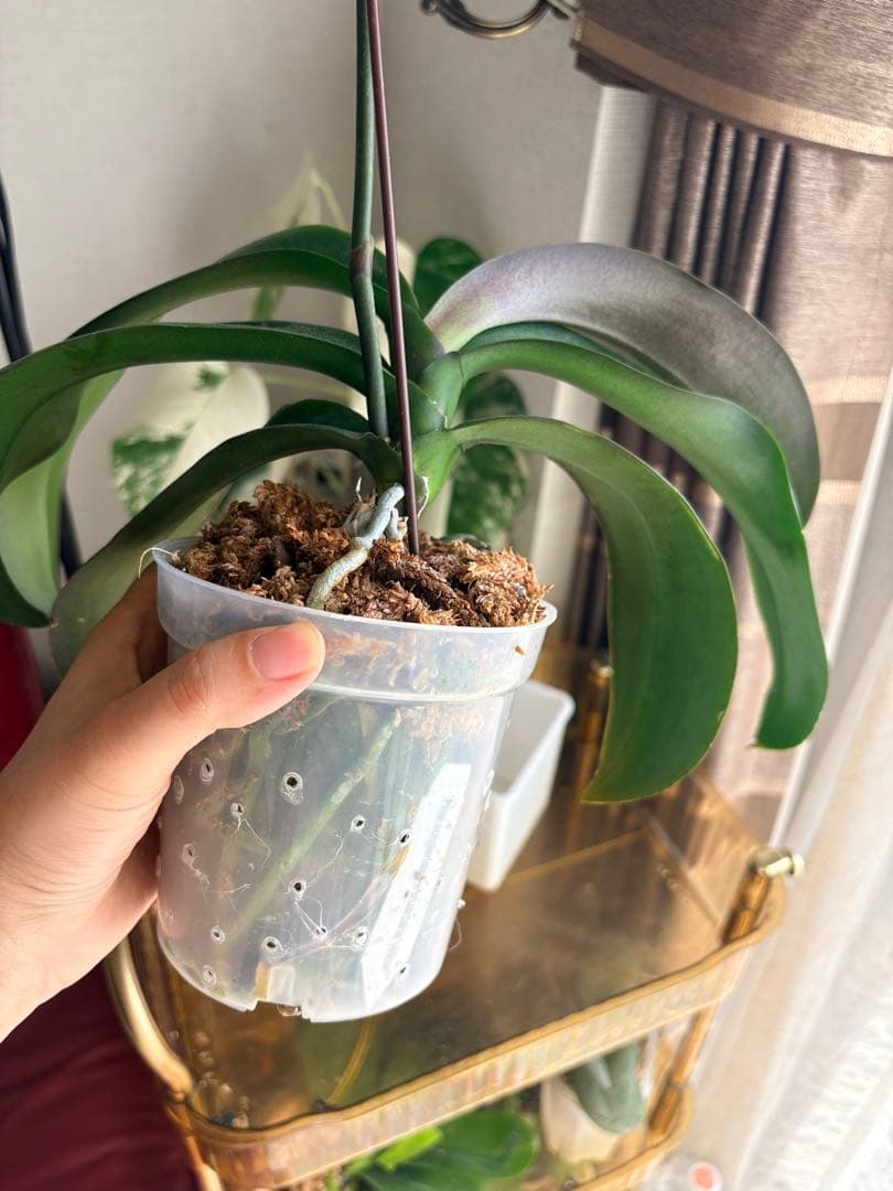 超レア★【強香大株】希少交配種★シレリアナｘスチュアートアナ 洋ラン　洋蘭