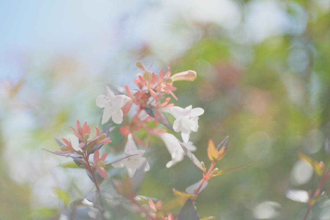 限界値下げ！Som Berthiot 50mm f2.8 NEX改 銘玉