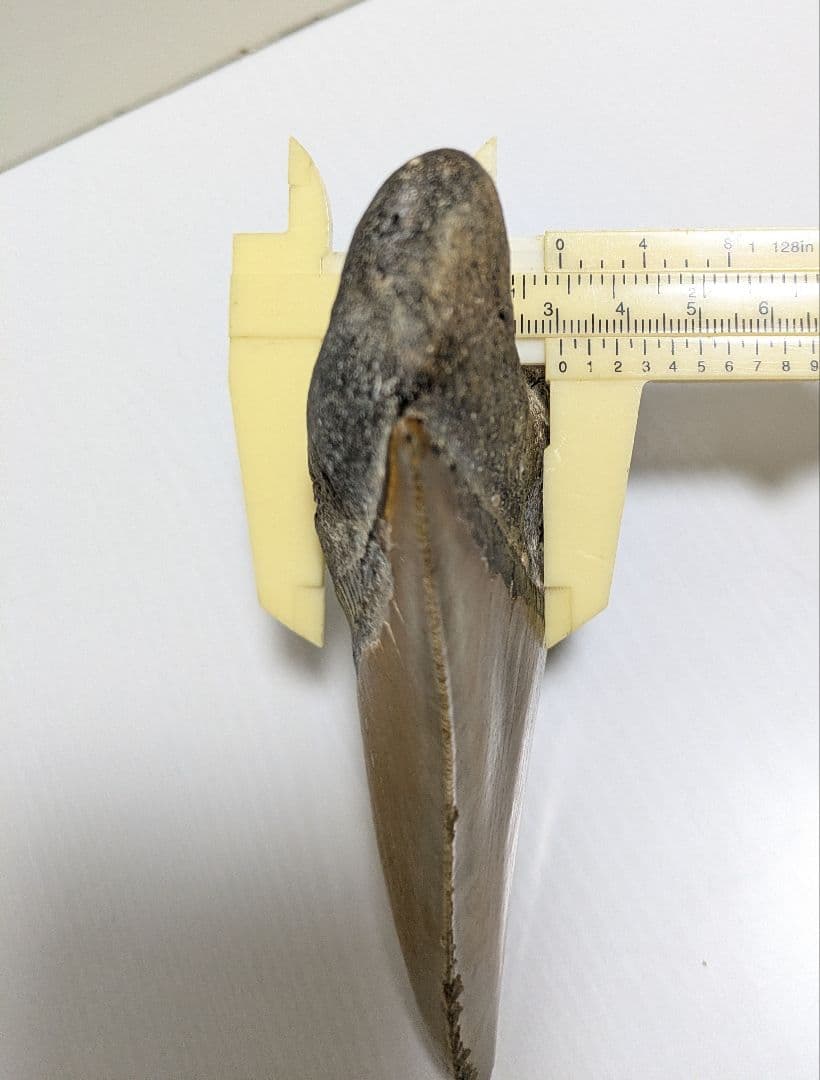 メガロドン化石 重さ256.5g 長辺約127mm(約5インチ) 横辺約93mm