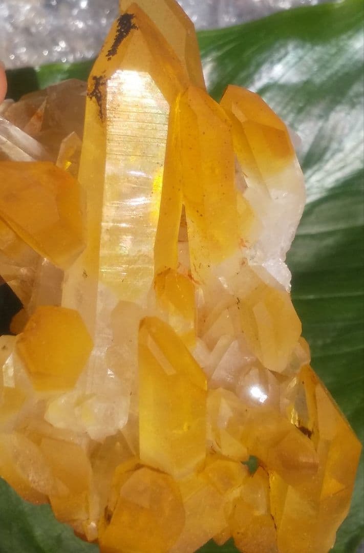 希少 クラスター ゴールデンヒーラー　上質！