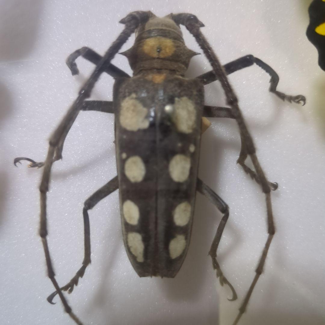 お値下げ！昆虫標本