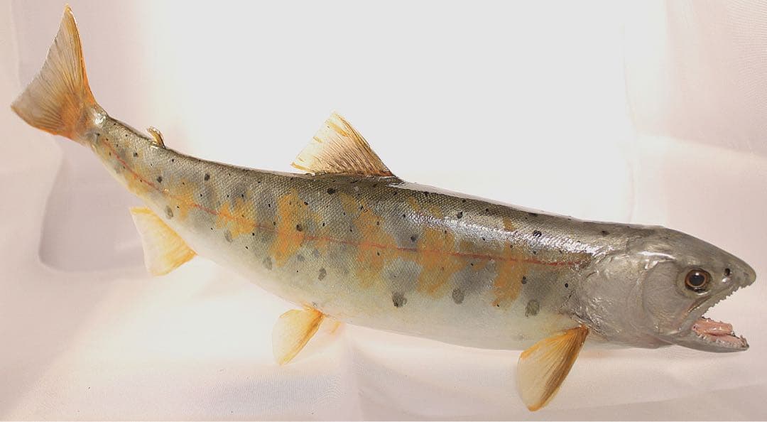 渓流魚剥製　山女魚の流木台座付き