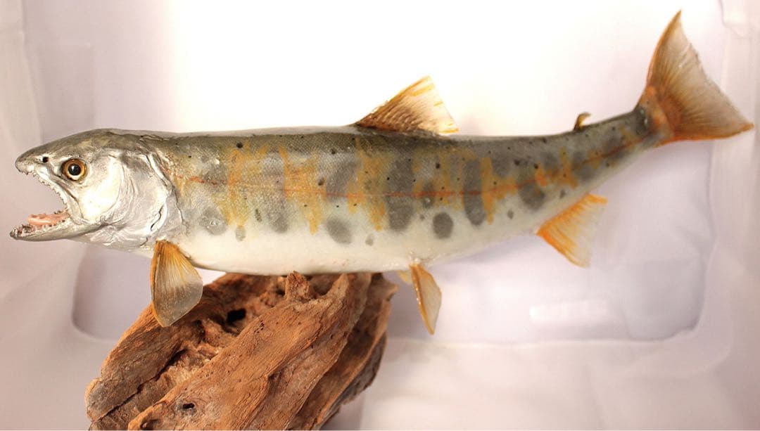 渓流魚剥製　山女魚の流木台座付き