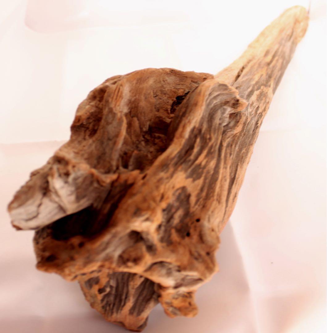 渓流魚剥製　山女魚の流木台座付き