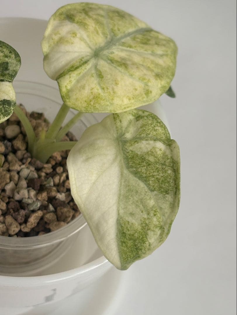 その他観葉植物 Alocasia Ninja Tricolor Variegata