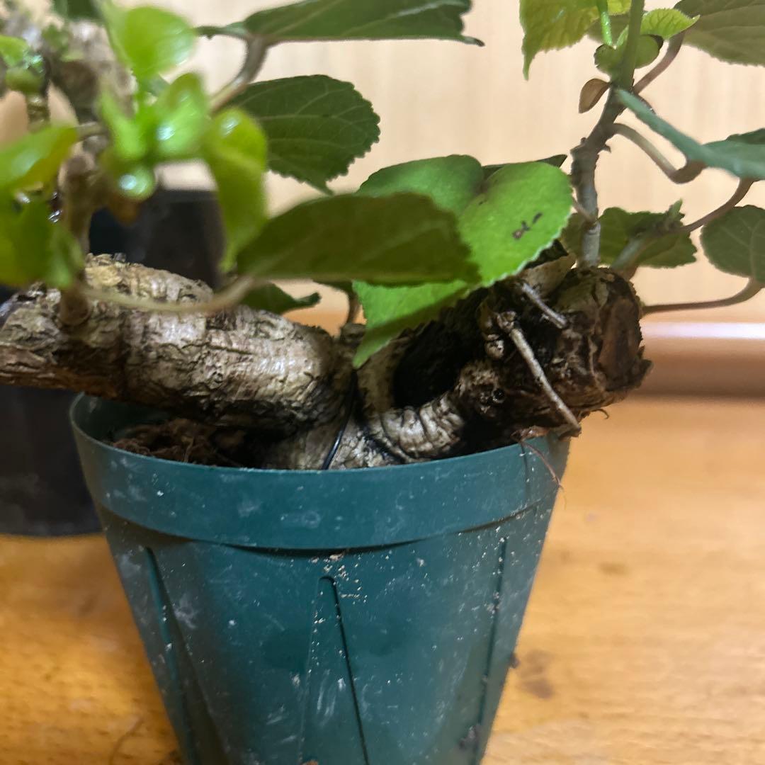 オオハマボウ！クリスマスセール12/25まで