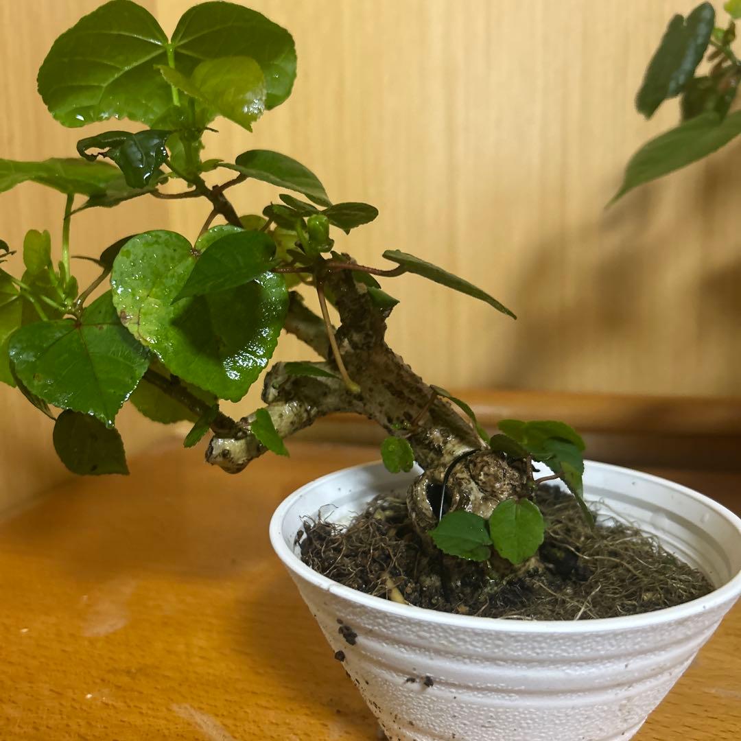 オオハマボウ！クリスマスセール12/25まで