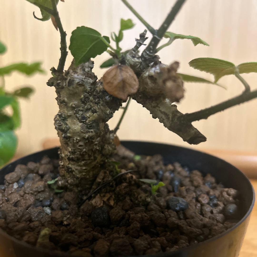 オオハマボウ！クリスマスセール12/25まで