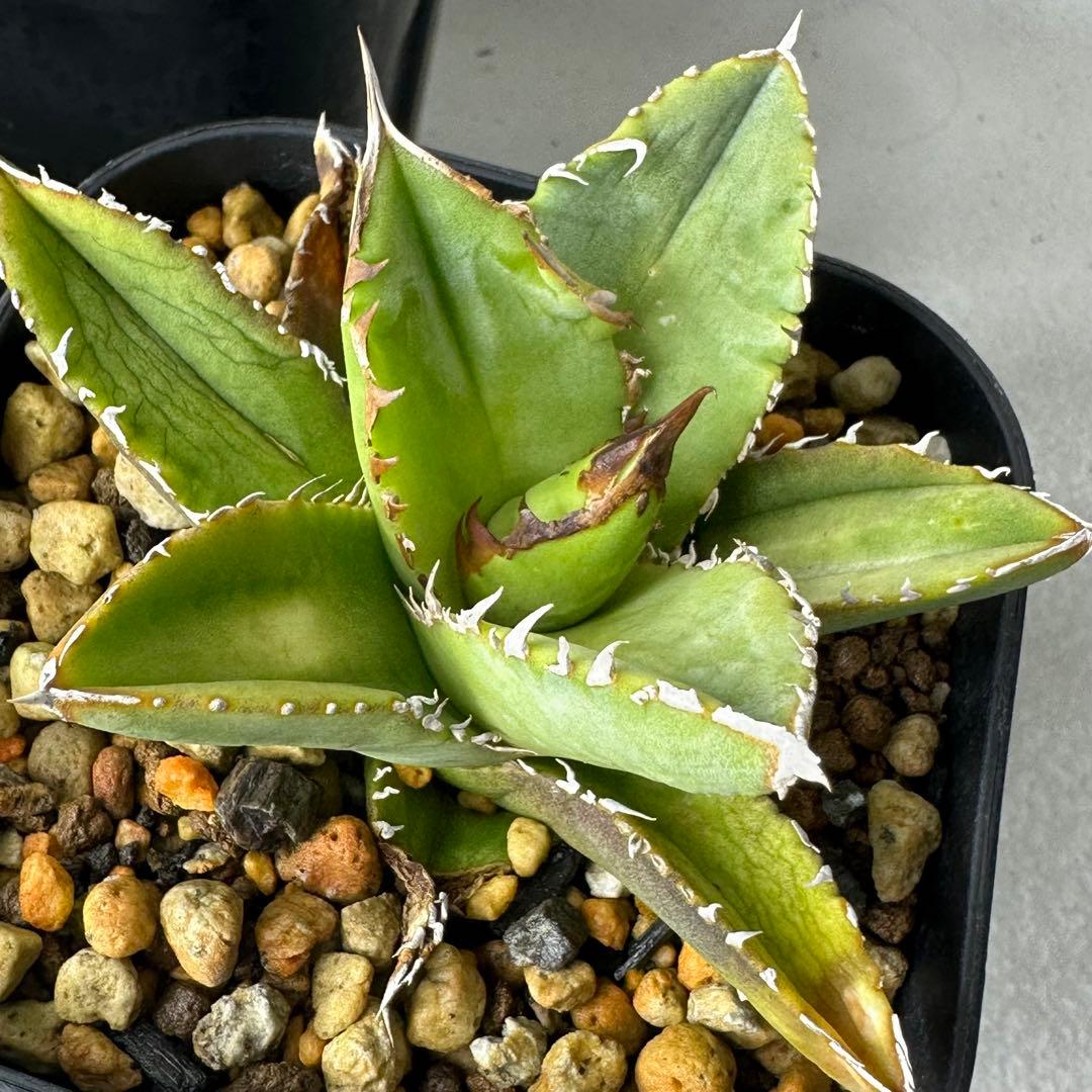 チタノタ イタリア産 STUDS TYPE セット ※バラ売り可能 検）麻花龍