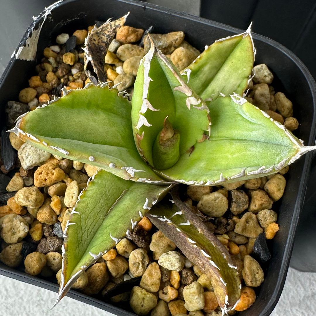 チタノタ イタリア産 STUDS TYPE セット ※バラ売り可能 検）麻花龍