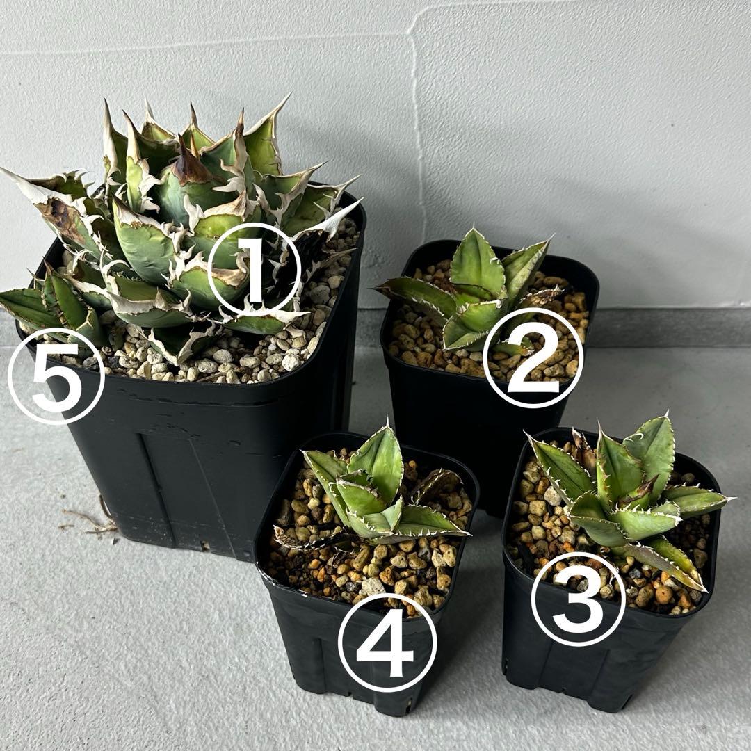 チタノタ イタリア産 STUDS TYPE セット ※バラ売り可能 検）麻花龍