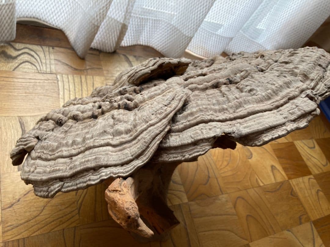 【幻サイズ】さるのこしかけ