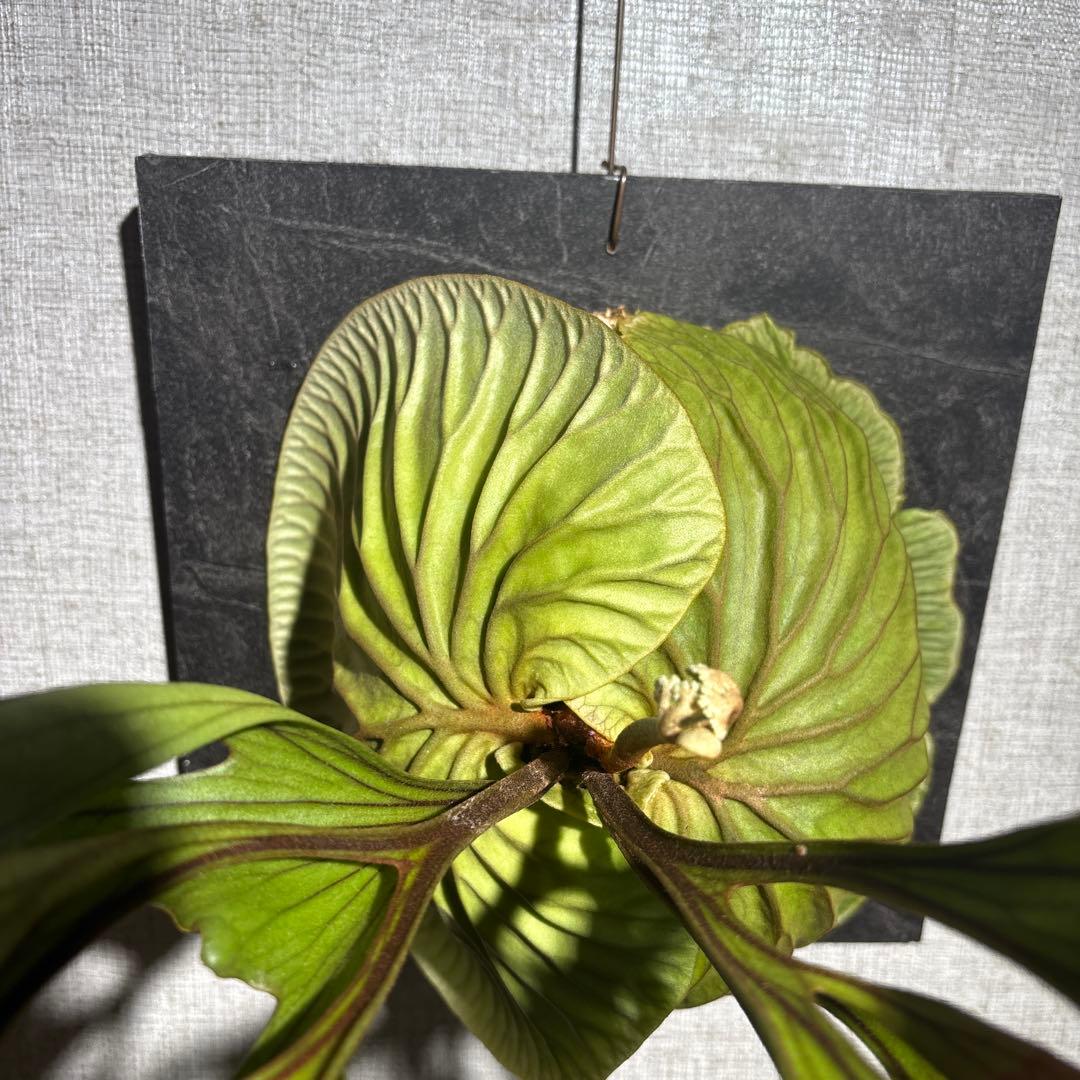 十*夜様 ビカクシダ　リドレイ　ワイルド　現地株　コウモリラン