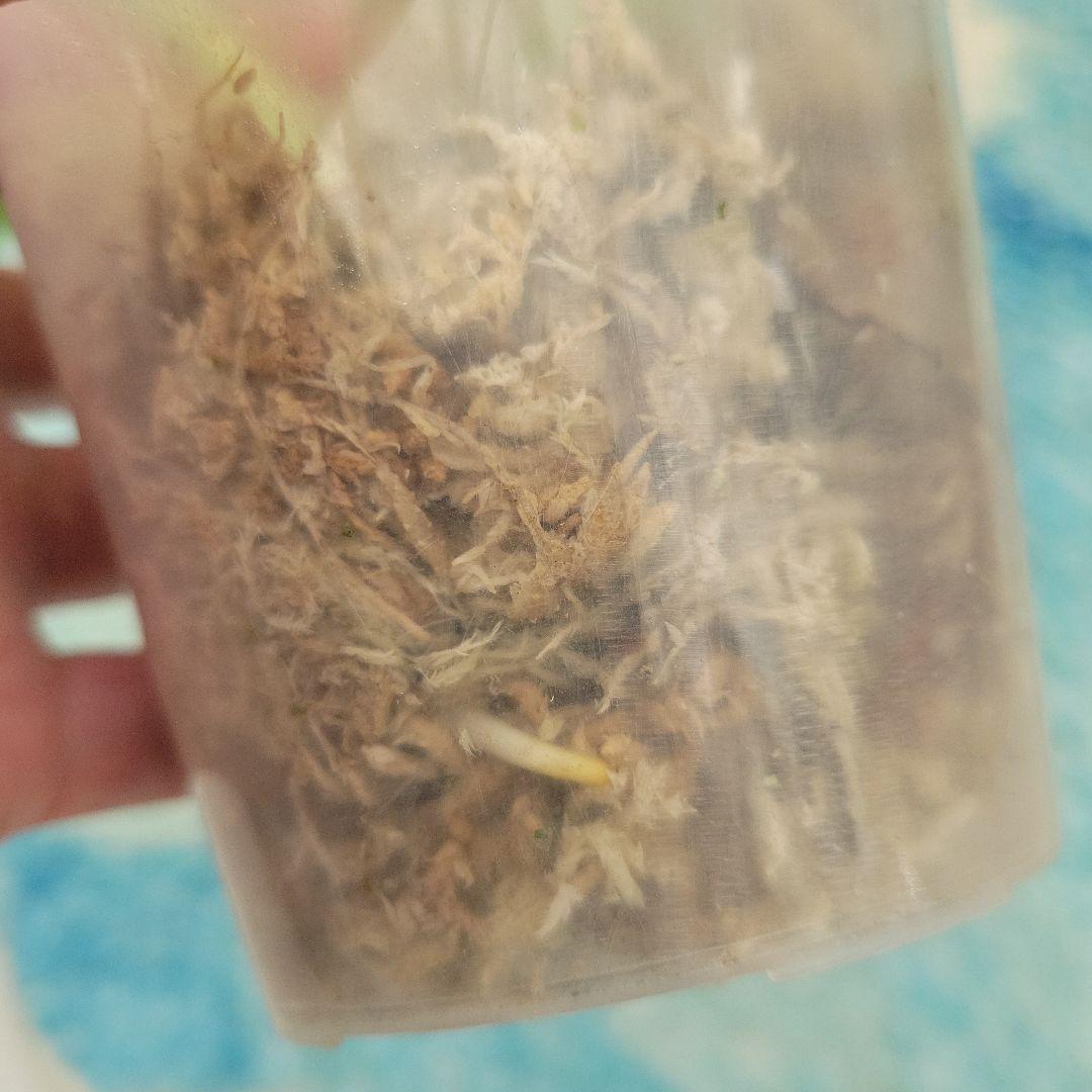 最終値下げ！斑入りモンステラ☆希少最高セブブルーミント☆トップカット発根済み