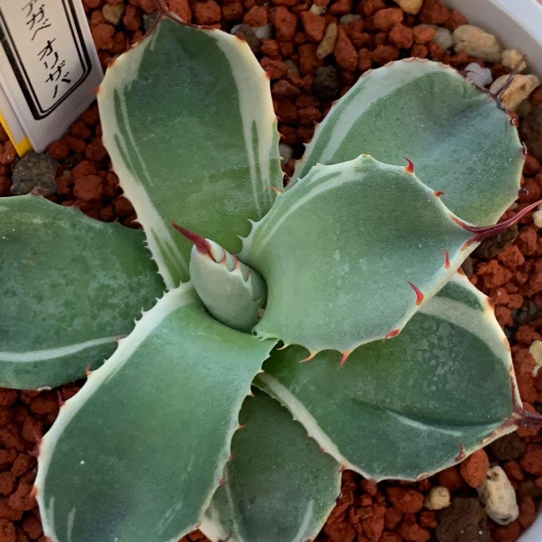 アガベ オリザバ OC株