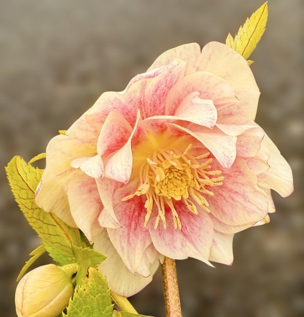 ★素晴らしいオーレア　ピンクグラデーション　ソレイユ風★クリスマスローズ開花株