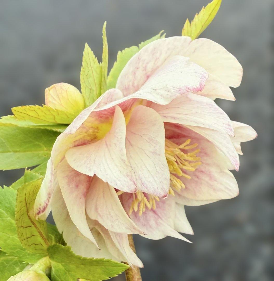 ★素晴らしいオーレア　ピンクグラデーション　ソレイユ風★クリスマスローズ開花株