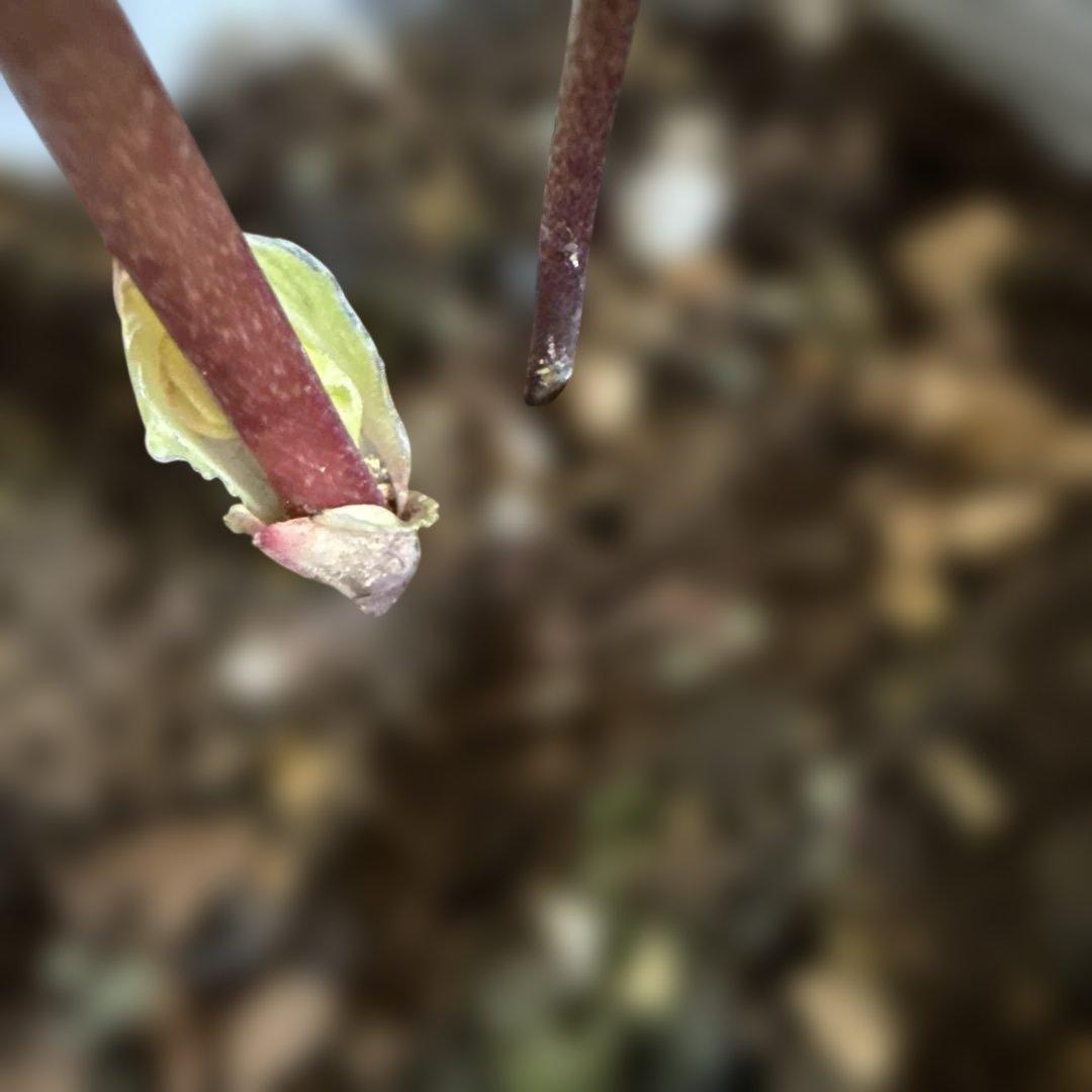 ★素晴らしいオーレア　ピンクグラデーション　ソレイユ風★クリスマスローズ開花株