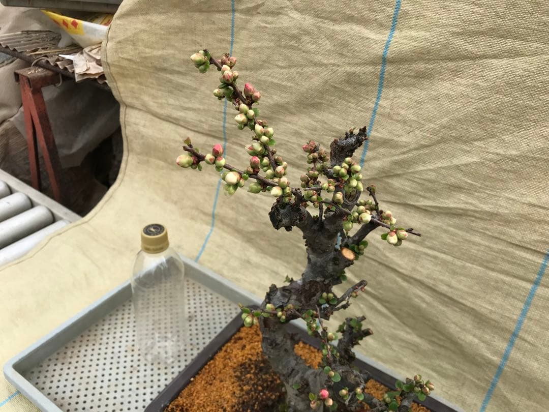 木瓜(ボケ)・放春花　安田錦　角鉢(咲分け保証品)②