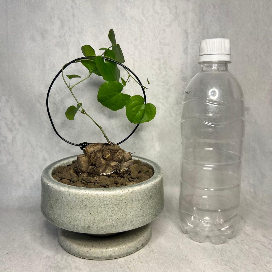 亀甲竜 (鉢入り) 6cm越え バキボコ割れ ディオスコレア　塊根植物