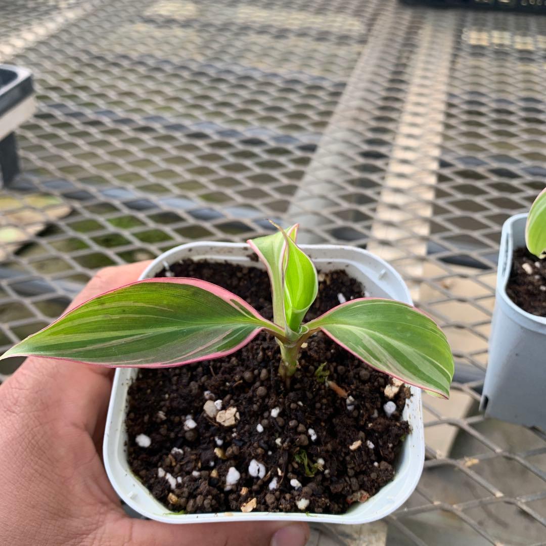 3X MUSA Nono / ムサノノ　バナナ