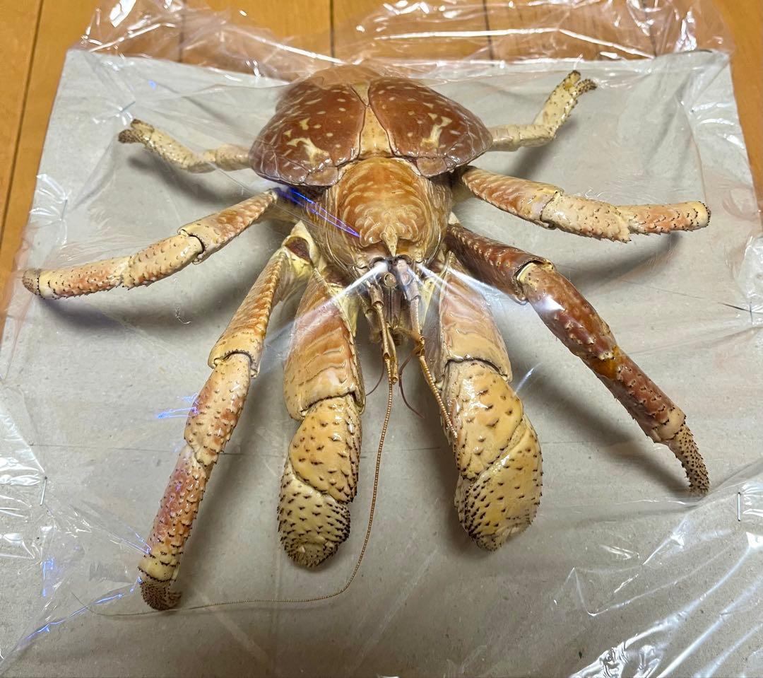 【現地土産品】ヤシガニ 剥製 標本 巨大