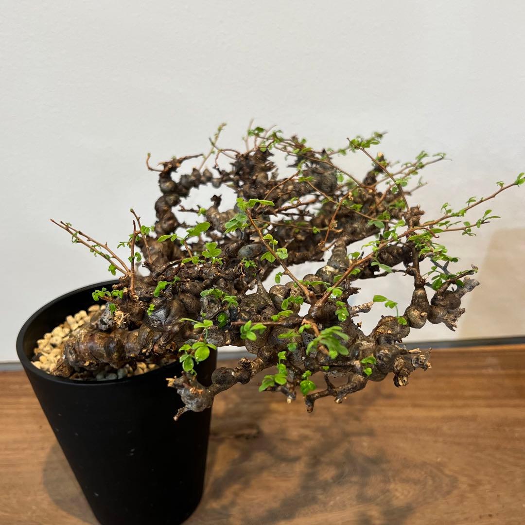 【希少株】コミフォラ エイル 現地球 発根済 塊根植物 サボテン コーデックス