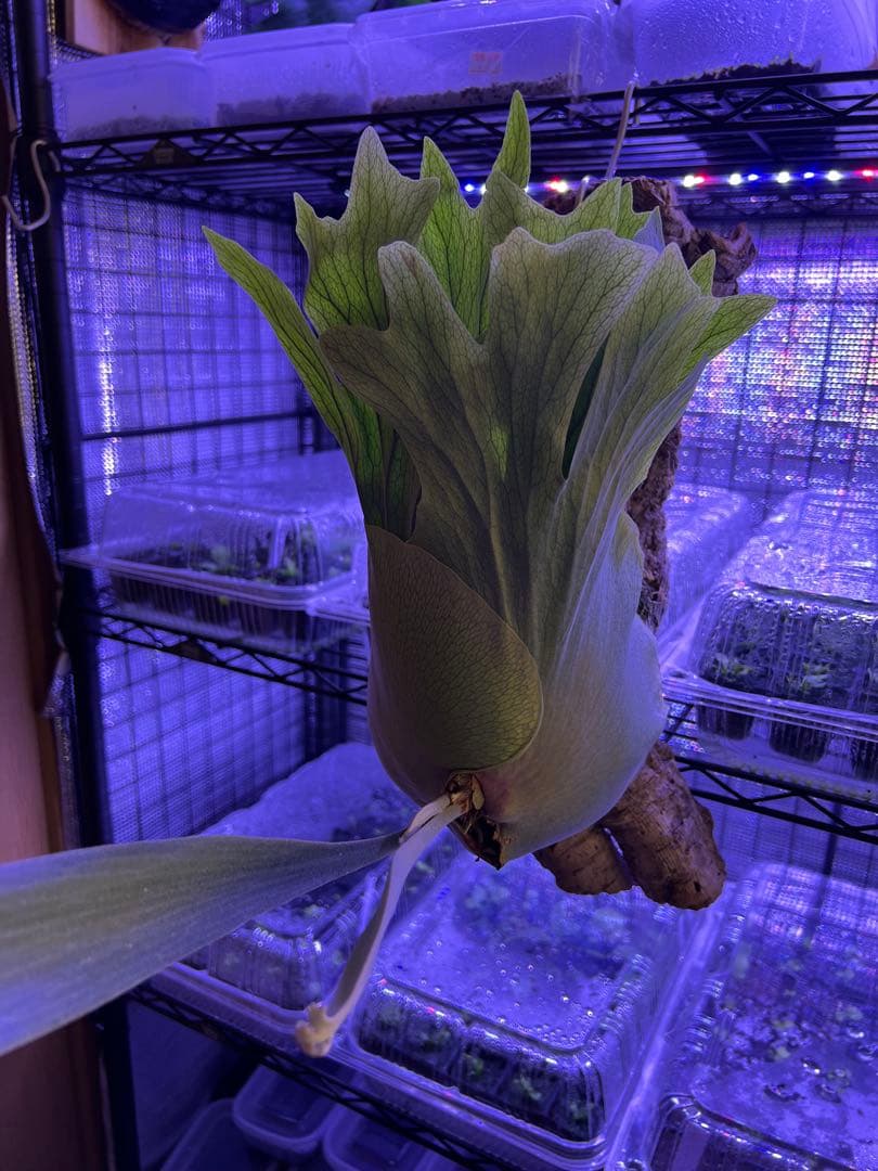 ビカクシダ Banna#A 大株 コルク付け