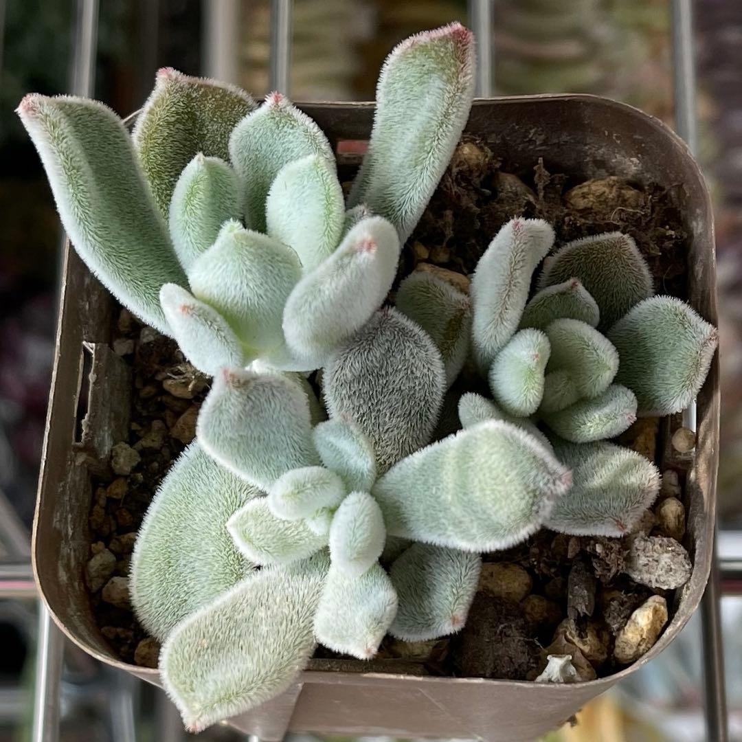 おまとめ中！多肉植物^o^  プルビナータ フロスティ