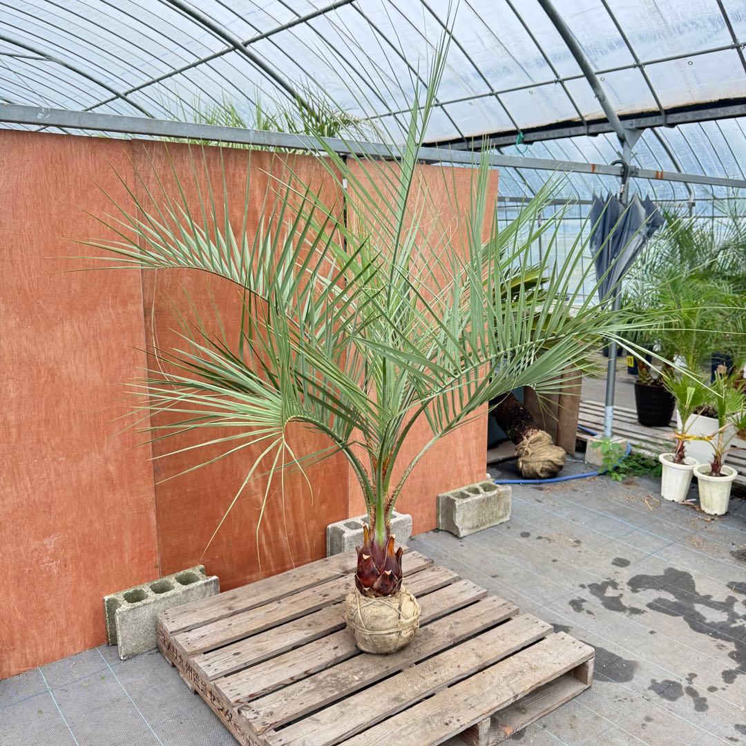 か*ー様 ココスヤシシルバーリーフ【極太】葉先190cm幹回り50cm 幹高30