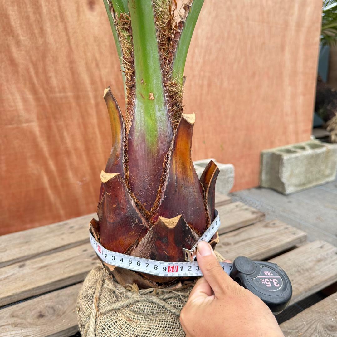 か*ー様 ココスヤシシルバーリーフ【極太】葉先190cm幹回り50cm 幹高30