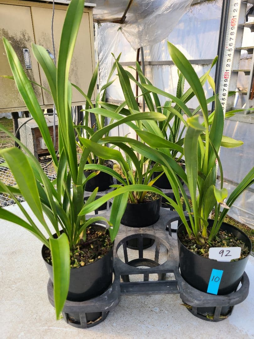 ミスマフェット。花芽2個5鉢セット。蜜蜂誘引蘭。日本蜜蜂