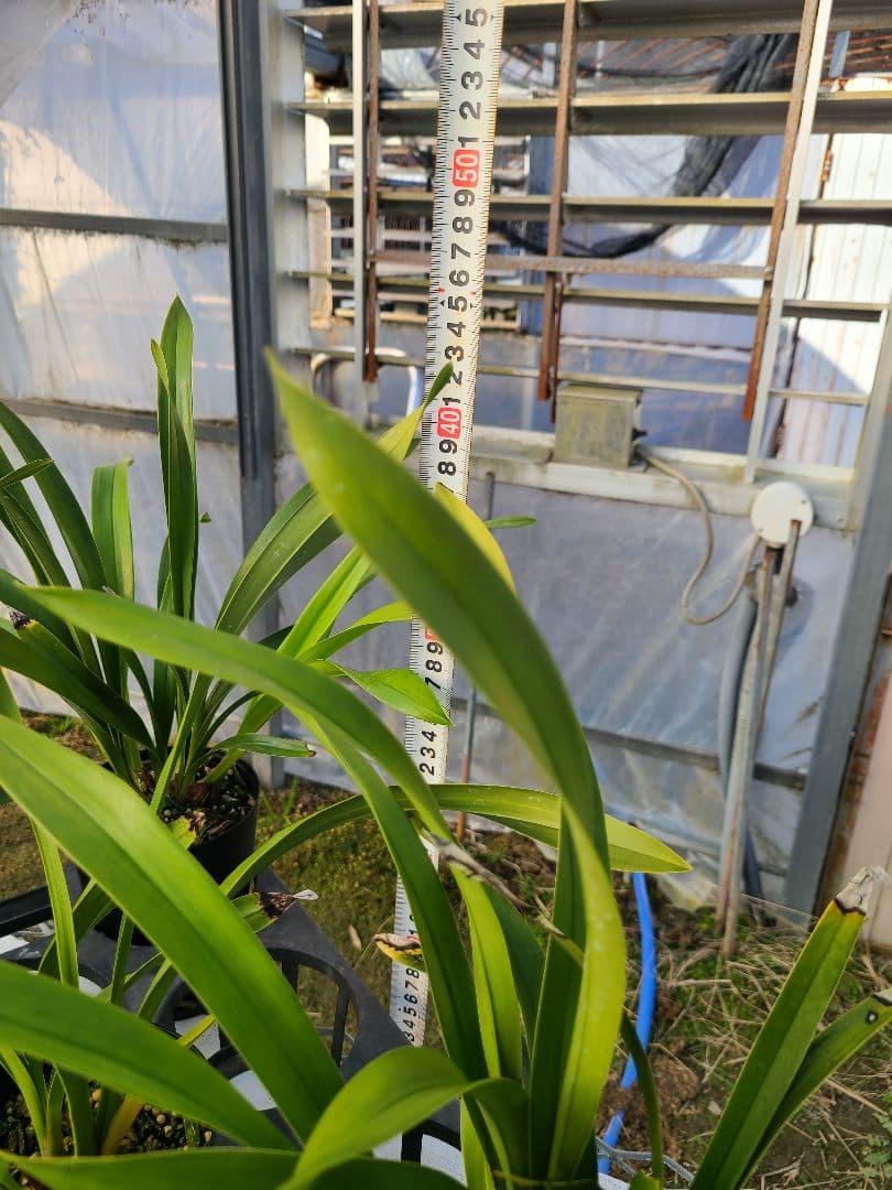 ミスマフェット。花芽2個5鉢セット。蜜蜂誘引蘭。日本蜜蜂