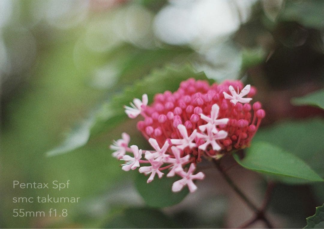 試写作例多数★pentax spf★リザード本革ブラック★美品＊完動品＊初期保証