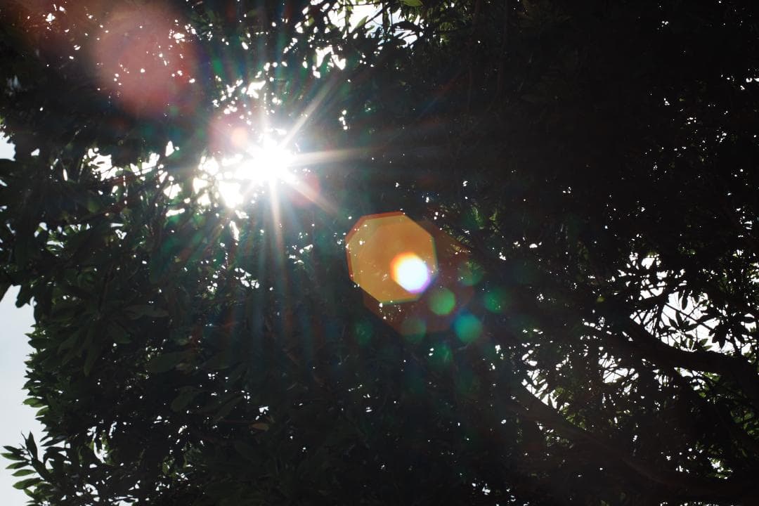 鷹の目の名玉　ミノルタ MC ROKKOR-PG 58mm F1.2 186