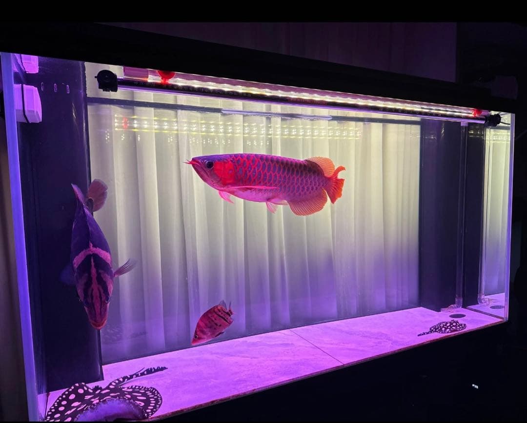 お得4セット 水槽浄水器セディメントフィルターPPF CTO ヤシガラ活性炭