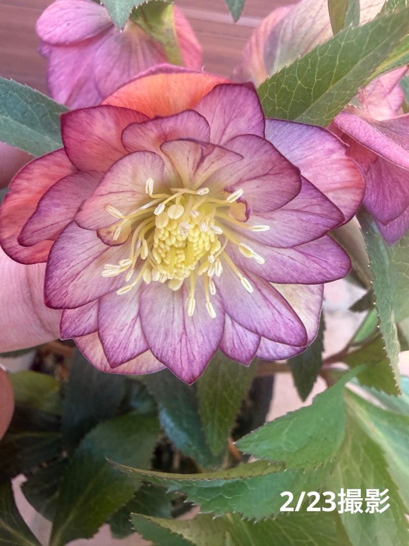 【未株分】クリスマスローズ 大木ナーセリー ムルチ系オーレア交配