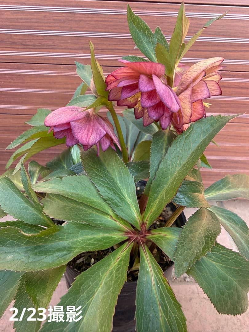 【未株分】クリスマスローズ 大木ナーセリー ムルチ系オーレア交配