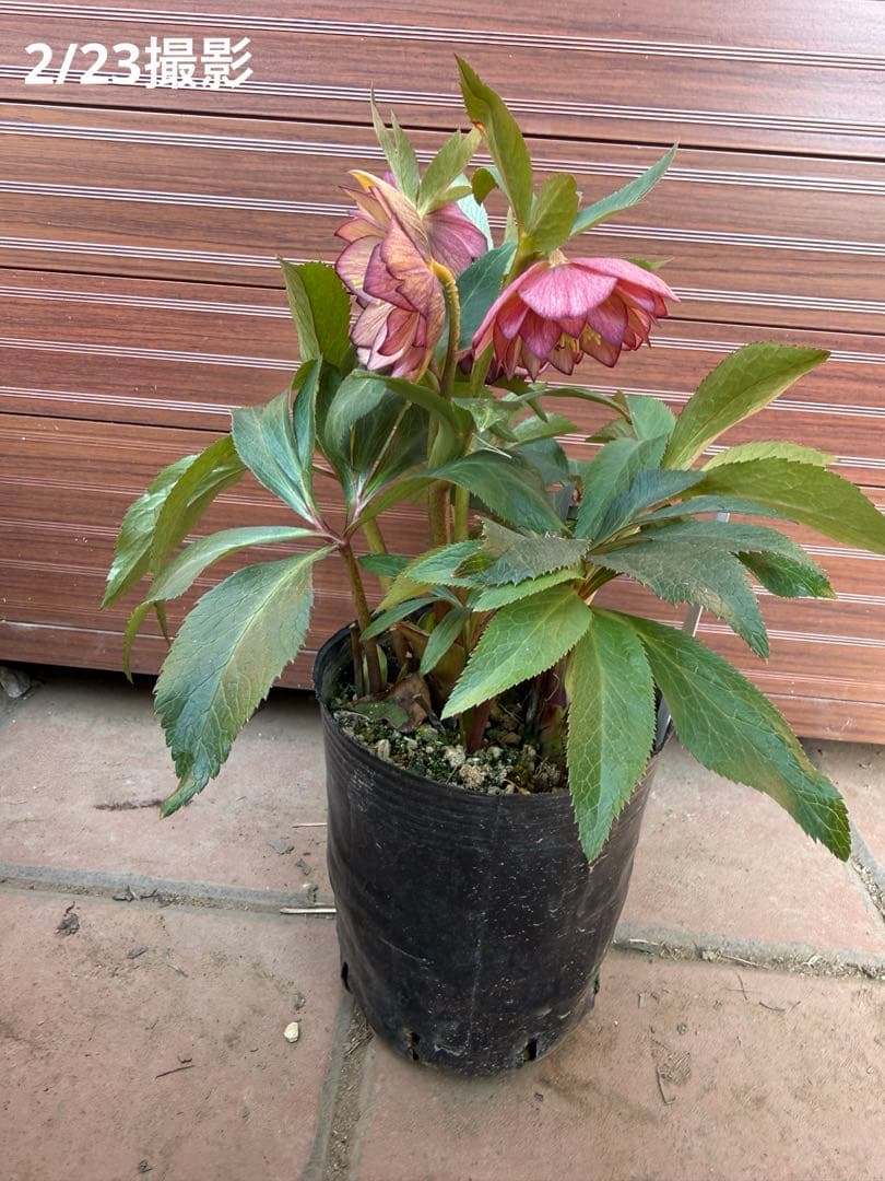 【未株分】クリスマスローズ 大木ナーセリー ムルチ系オーレア交配