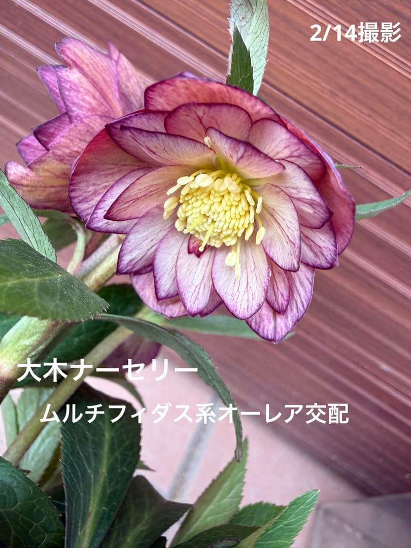 【未株分】クリスマスローズ 大木ナーセリー ムルチ系オーレア交配