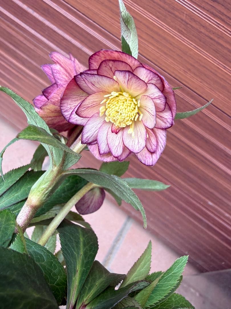 【未株分】クリスマスローズ 大木ナーセリー ムルチ系オーレア交配