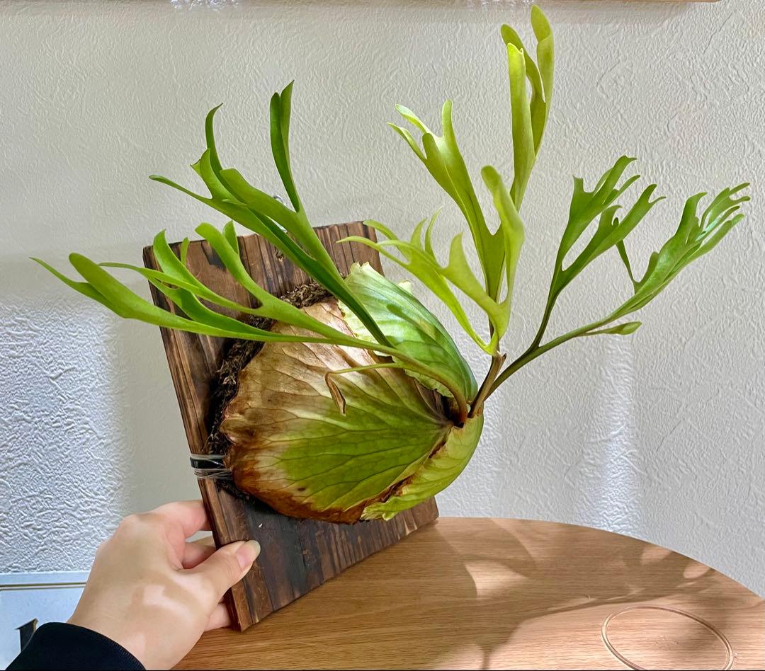 リドレイワイド　胞子培養株