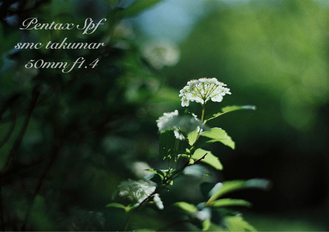 完動品＊美品＊pentax spf&名玉smc f1.4★作例多数★初期保証付き